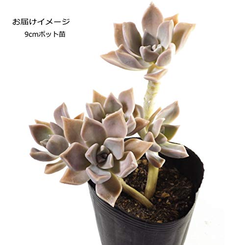 Amazon.co.jp: 食用多肉植物 おぼろつき Graptopetalum paraguayense